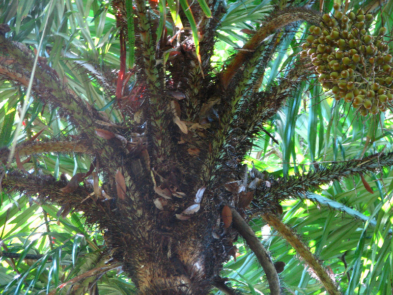 Manuel-Antonio-National-Park-Costa-Rica-060