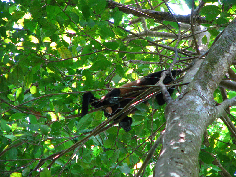 Manuel-Antonio-National-Park-Costa-Rica-061