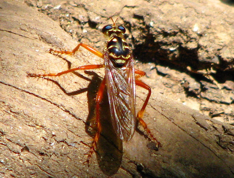 Manuel-Antonio-National-Park-Costa-Rica-062
