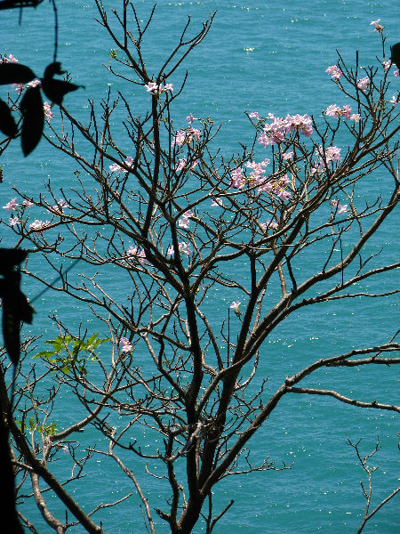 Manuel-Antonio-National-Park-Costa-Rica-063