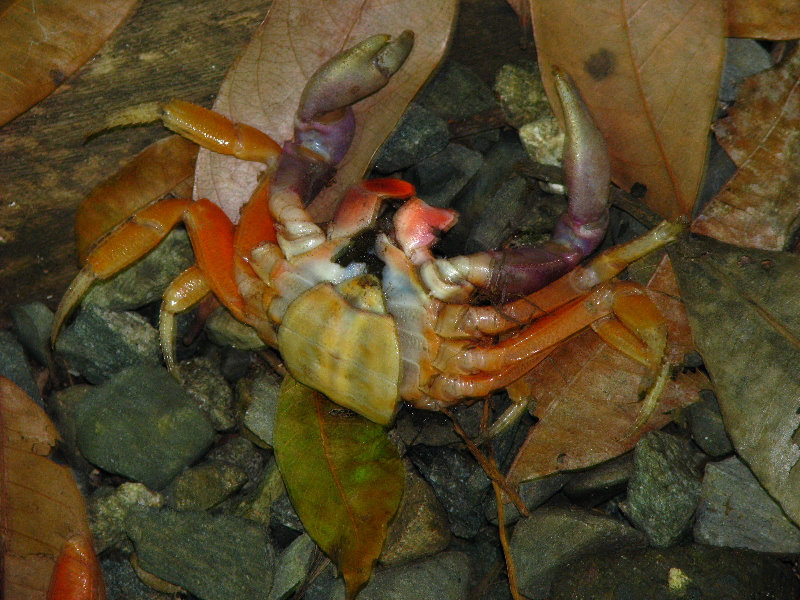 Manuel-Antonio-National-Park-Costa-Rica-070