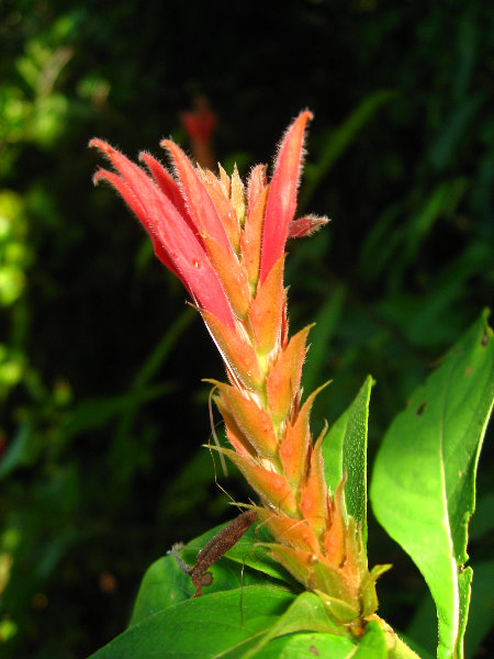 Manuel-Antonio-National-Park-Costa-Rica-078