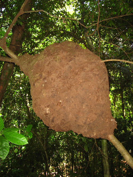 Manuel-Antonio-National-Park-Costa-Rica-080