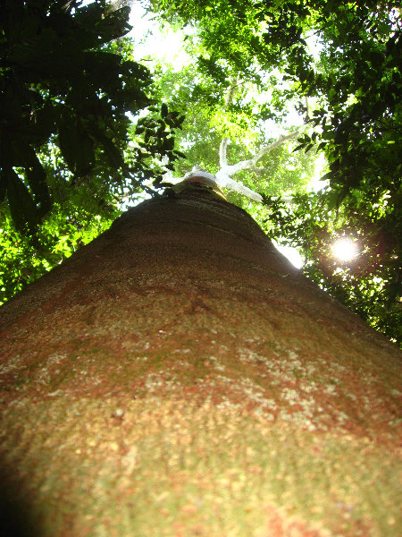 Manuel-Antonio-National-Park-Costa-Rica-082