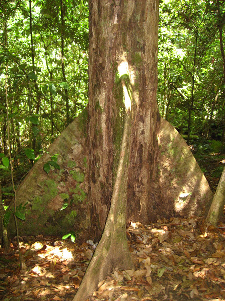 Manuel-Antonio-National-Park-Costa-Rica-084