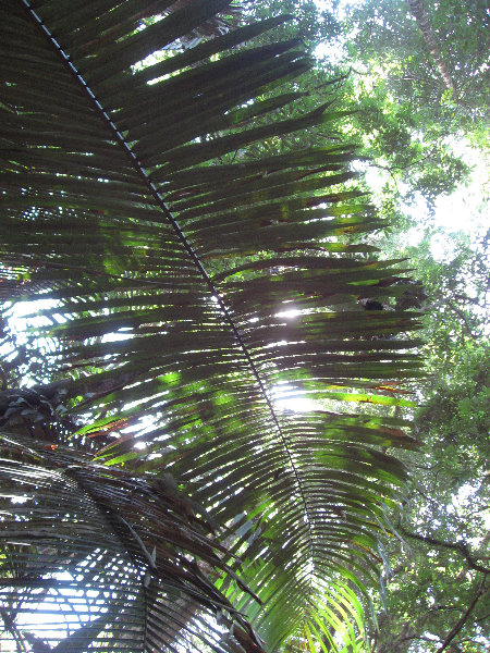 Manuel-Antonio-National-Park-Costa-Rica-091