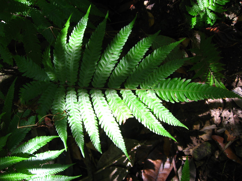 Manuel-Antonio-National-Park-Costa-Rica-094