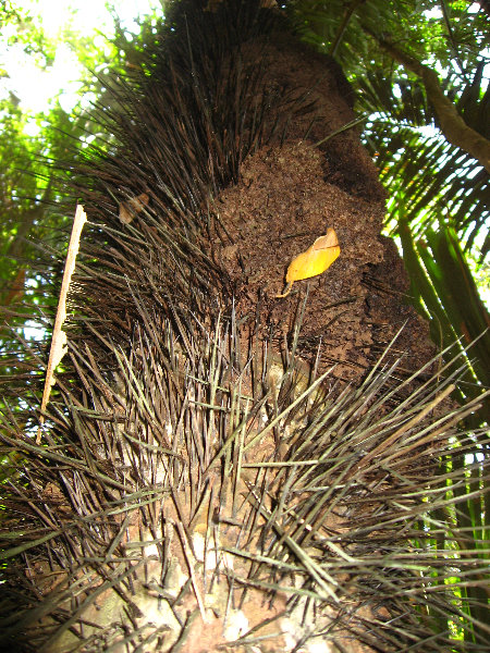 Manuel-Antonio-National-Park-Costa-Rica-095