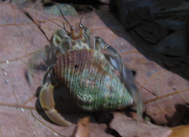 Manuel-Antonio-National-Park-Costa-Rica-096