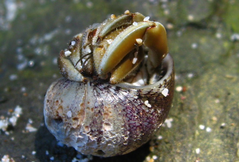 Manuel-Antonio-National-Park-Costa-Rica-102