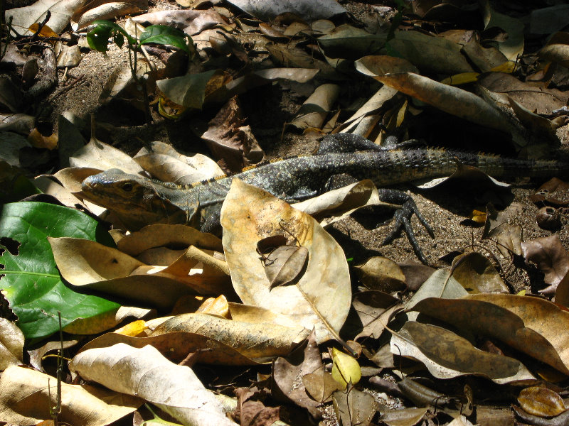 Manuel-Antonio-National-Park-Costa-Rica-112