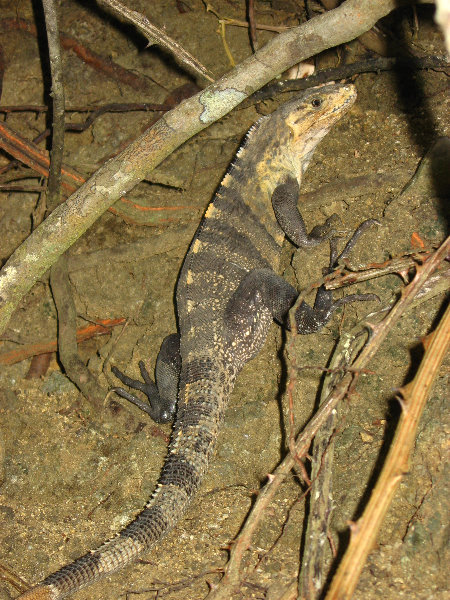 Manuel-Antonio-National-Park-Costa-Rica-116