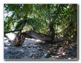 Manuel-Antonio-National-Park-Costa-Rica-044