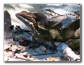 Manuel-Antonio-National-Park-Costa-Rica-046