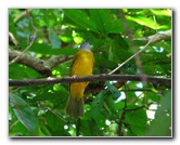 Manuel-Antonio-National-Park-Costa-Rica-056