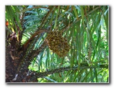 Manuel-Antonio-National-Park-Costa-Rica-059