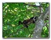 Manuel-Antonio-National-Park-Costa-Rica-061