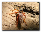 Manuel-Antonio-National-Park-Costa-Rica-062