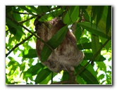 Manuel-Antonio-National-Park-Costa-Rica-069