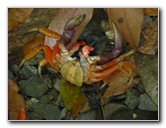 Manuel-Antonio-National-Park-Costa-Rica-070