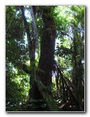 Manuel-Antonio-National-Park-Costa-Rica-075