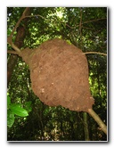 Manuel-Antonio-National-Park-Costa-Rica-080