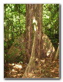 Manuel-Antonio-National-Park-Costa-Rica-084