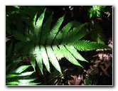 Manuel-Antonio-National-Park-Costa-Rica-094