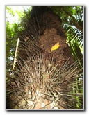 Manuel-Antonio-National-Park-Costa-Rica-095