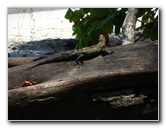 Manuel-Antonio-National-Park-Costa-Rica-110