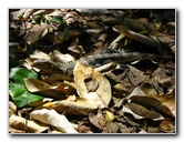 Manuel-Antonio-National-Park-Costa-Rica-112