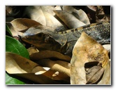 Manuel-Antonio-National-Park-Costa-Rica-113