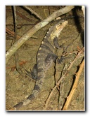 Manuel-Antonio-National-Park-Costa-Rica-116