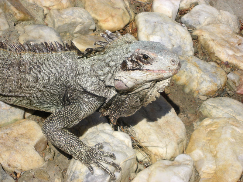 Iguana-Macanao-Peninsula
