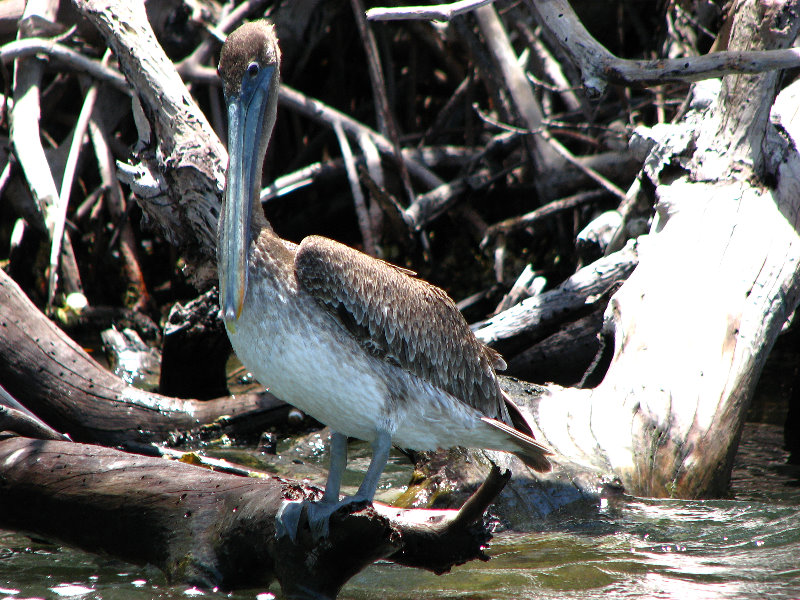 La-Restinga-Lagoon-Isla-Margarita-005