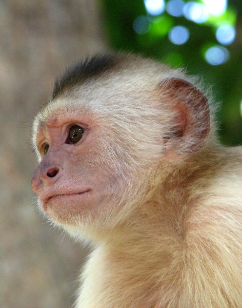 Laberinto-Tropical-Capuchin-Monkey