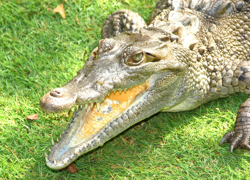 Laberinto-Tropical-Cayman-Alligator