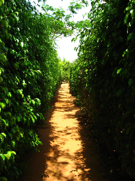 Laberinto-Tropical-Hedge-Maze