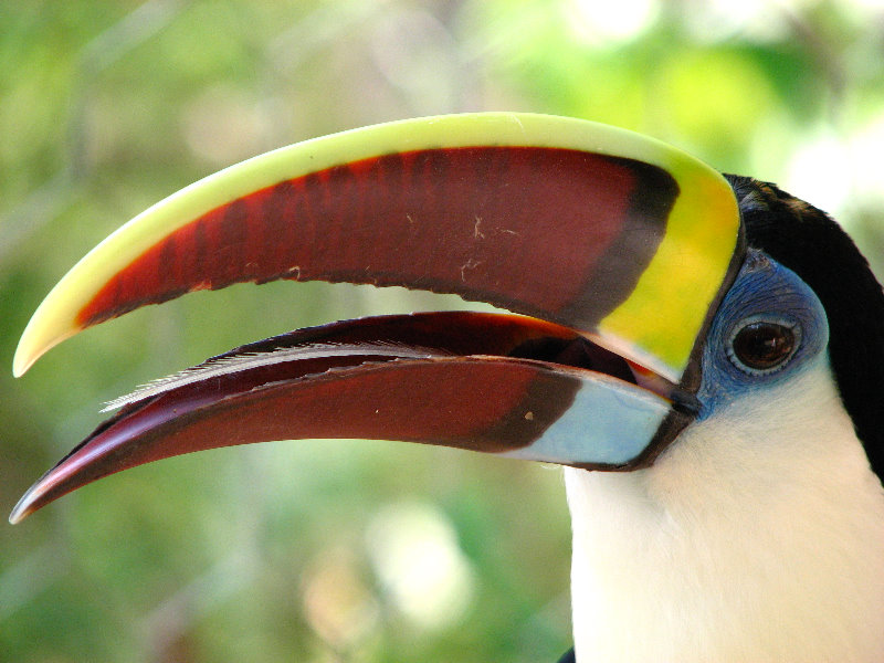 Laberinto-Tropical-Toucan-Bird