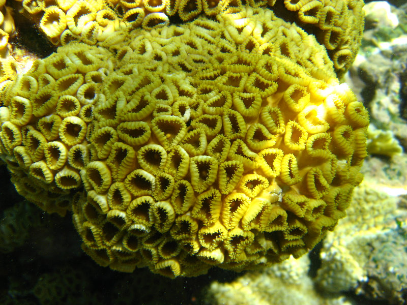 Los-Frailes-Snorkeling-Tour-Coral-Underwater