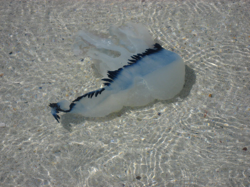 Playa-El-Agua-Jellyfish