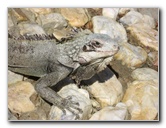 Iguana-Macanao-Peninsula