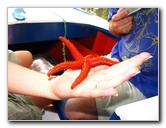 La-Restinga-Lagoon-Red-Starfish