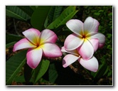 Laberinto-Tropical-Botanical-Garden-Orchids