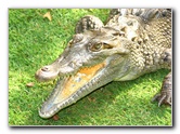 Laberinto-Tropical-Cayman-Alligator