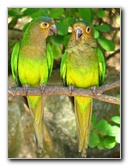Laberinto-Tropical-Parrots