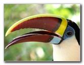 Laberinto-Tropical-Toucan-Bird