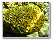 Los-Frailes-Snorkeling-Tour-Coral-Underwater