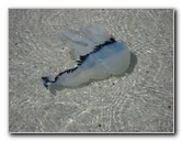 Playa-El-Agua-Jellyfish