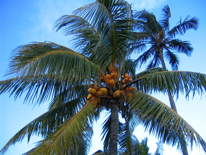 Matheson-Hammock-County-Park-Coral-Gables-Miami-FL-018